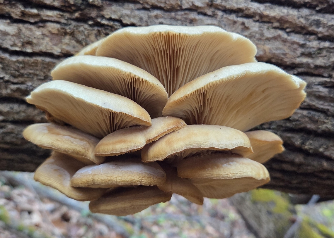 Oyster Mushrooms This is a picture of Pleurotus ostreatus at Patapsco Valley State Park in Howard County, Maryland. Fall,Geotagged,Oyster mushroom,Pleurotus ostreatus,United States