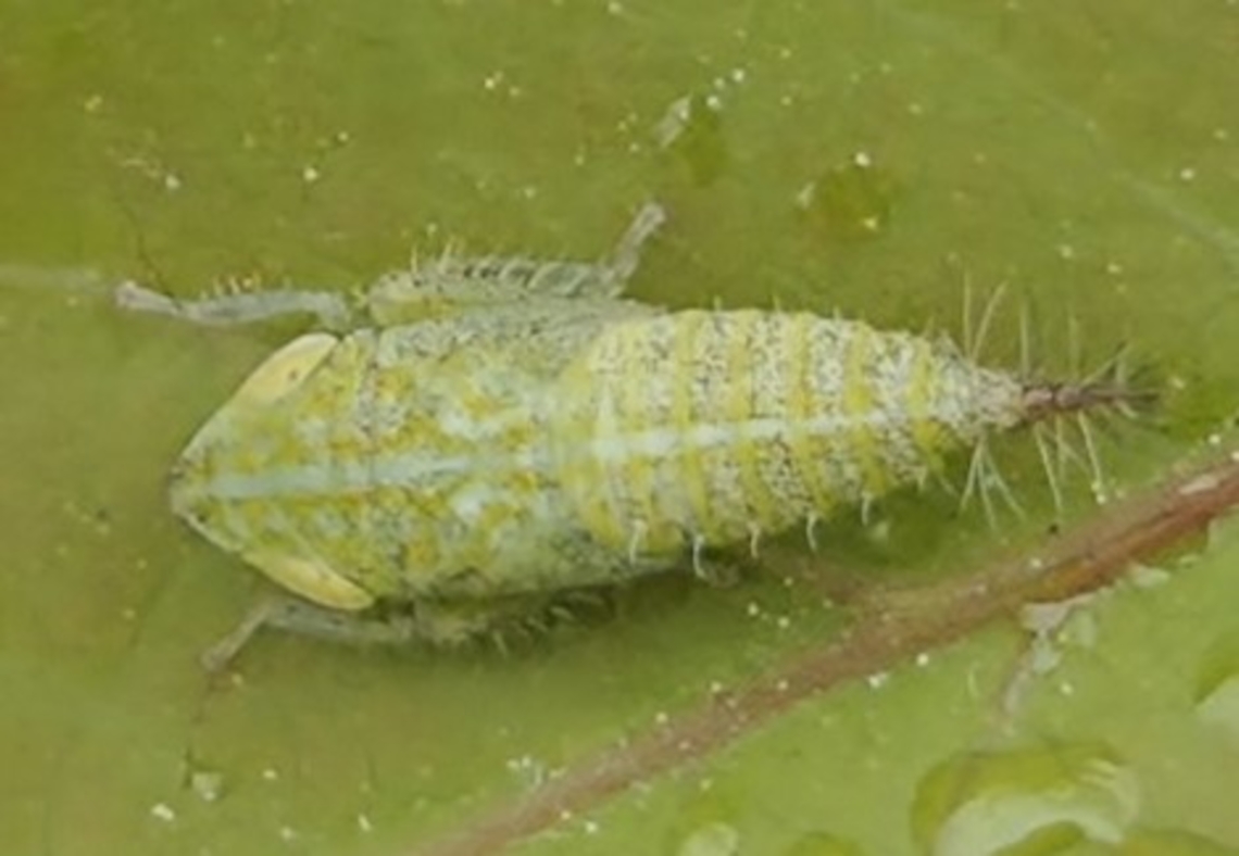 Fieberiella florii This is a picture of a Fieberiella florii in Chestertown, Maryland. Fieberiella florii,Geotagged,Privet Leafhopper,Spring,United States