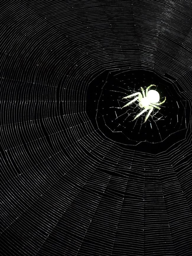 Spider on web The spider and its  web were in a huge fig tree. After almost "crashing" with it, i got impressed as the web was perfect. So took some pics of it. Hope you all enjoy it! Argentina,Geotagged