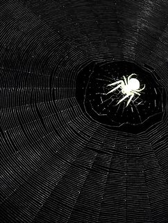 Spider on web The spider and its  web were in a huge fig tree. After almost "crashing" with it, i got impressed as the web was perfect. So took some pics of it. Hope you all enjoy it! Argentina,Geotagged