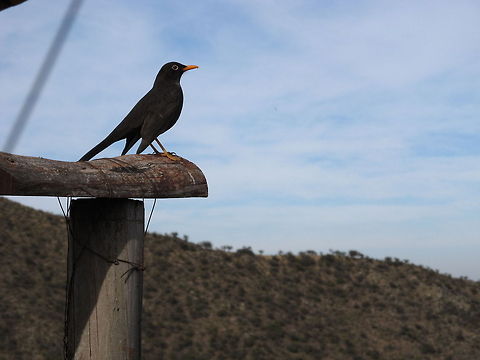 True Thrush  Argentina,Birds,Geotagged,South America