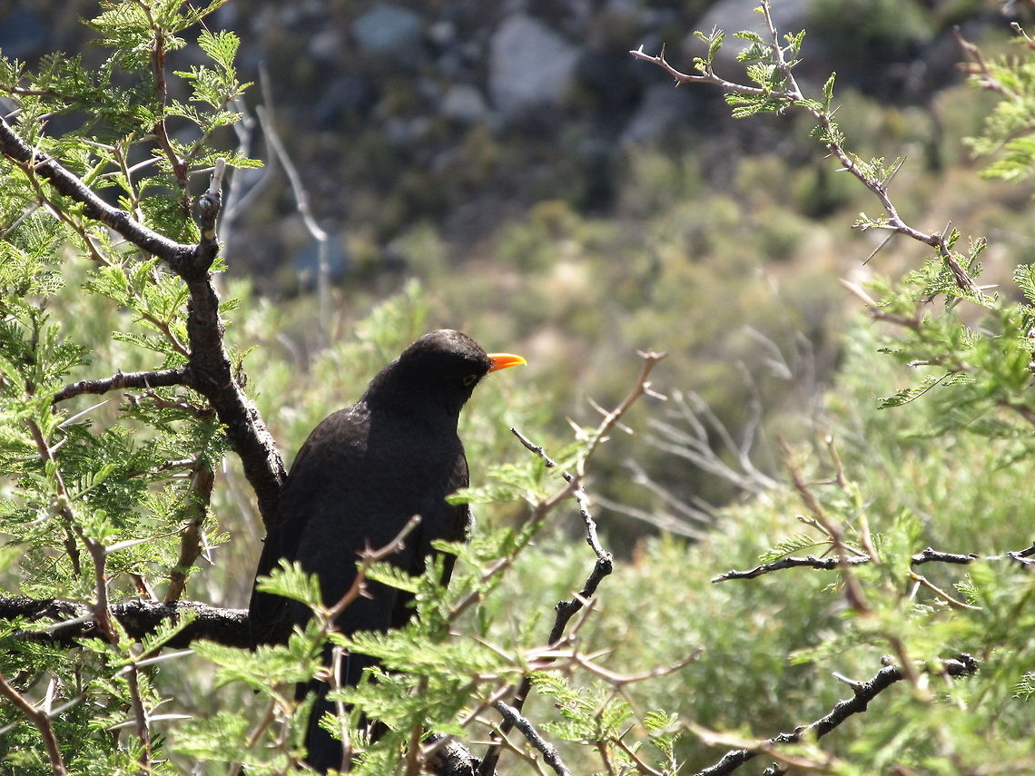 True Thrush 2  Argentina,Chiguanco Thrush,Common Blackbird,Geotagged,Turdus chiguanco,Turdus merula