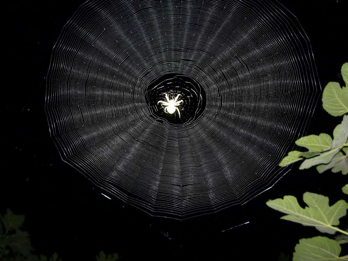 Charlotte's web spider,web,dense,night