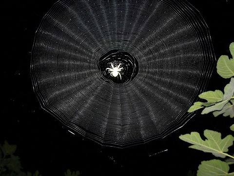 Charlotte's web spider,web,dense,night