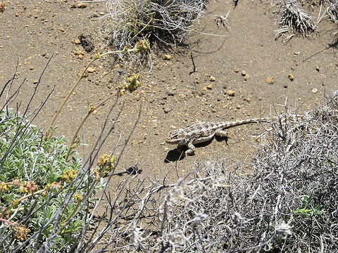 Patagonian Lizard Diplolaemus sexcinctus Argentina,Diplolaemus sexcinctus,Geotagged,Lizard