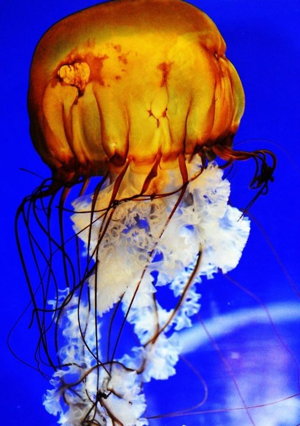 Jellyfish