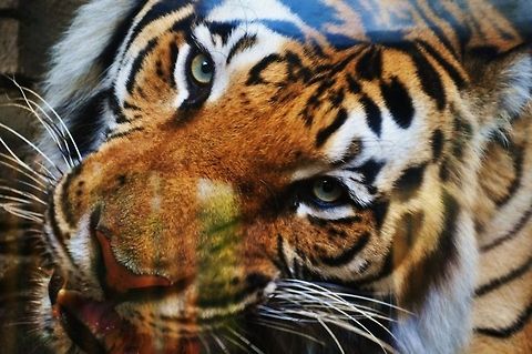 Tiger   Panthera tigris,Tiger