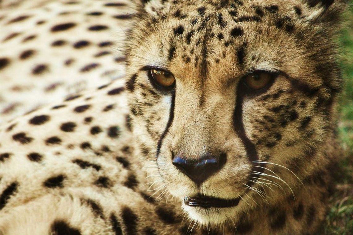 Cheetah   Acinonyx jubatus,Cheetah