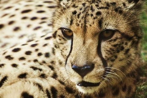 Cheetah   Acinonyx jubatus,Cheetah