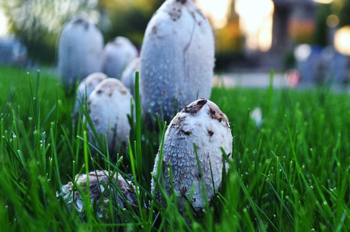 Mushrooms  Coprinus comatus,Shaggy ink cap