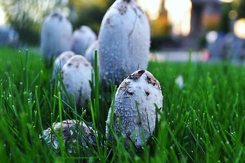 Mushrooms  Coprinus comatus,Shaggy ink cap