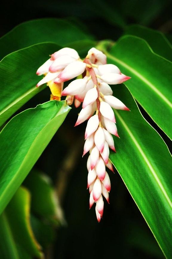 Jamaican Flower  Alpinia zerumbet