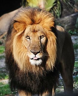 Lion  Carnivora,Lion,Panthera leo