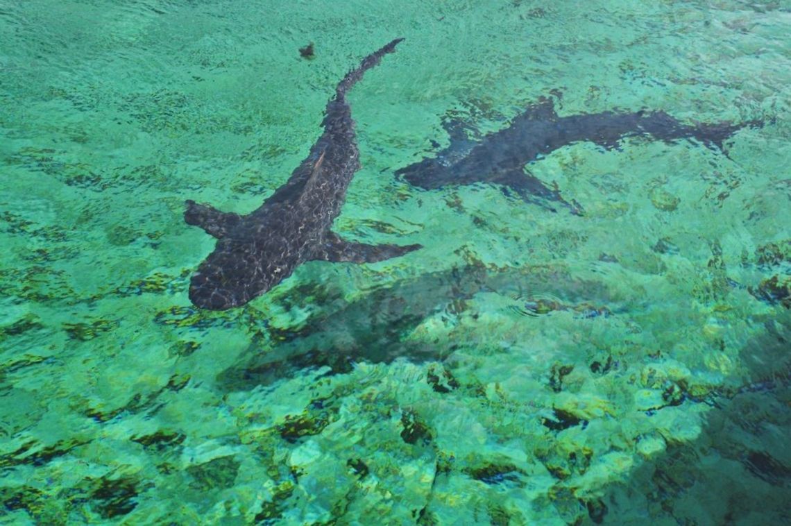 Sharks
