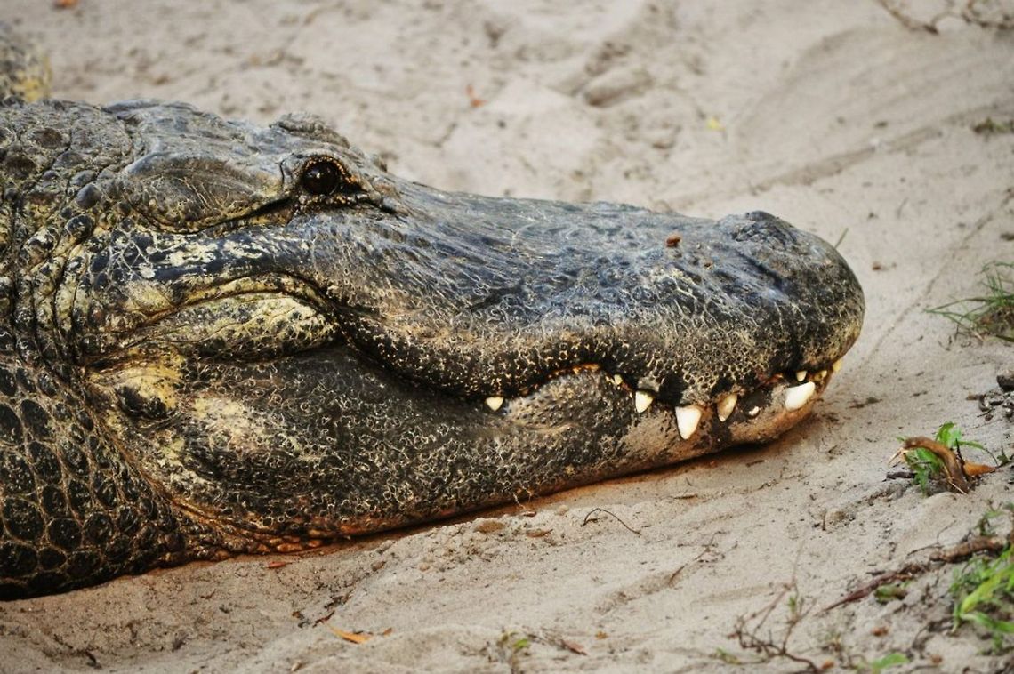 Huge Alligator  Alligator mississippiensis,American Alligator