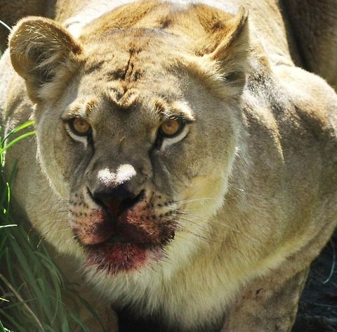 Hungry Lion  Lion,Panthera leo