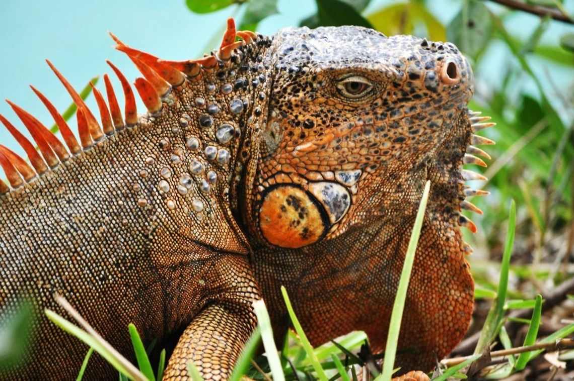 Iguana Iguana I found walking around in Mexico<br />
 Green Iguana,Iguana iguana