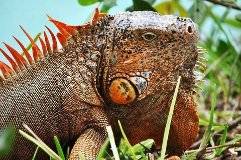Iguana Iguana I found walking around in Mexico
 Green Iguana,Iguana iguana