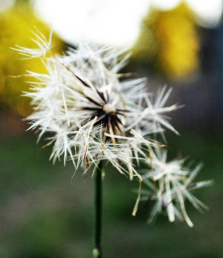 Dandelion  Dandelion,Taraxacum officinale