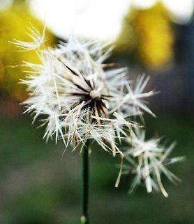 Dandelion  Dandelion,Taraxacum officinale