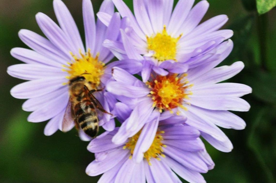 Bee