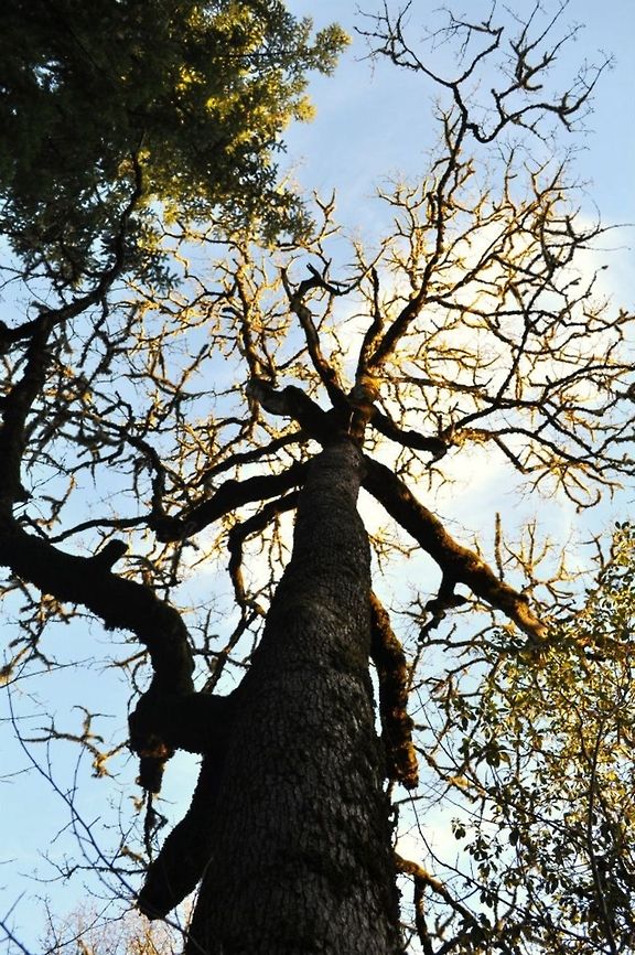 Branches