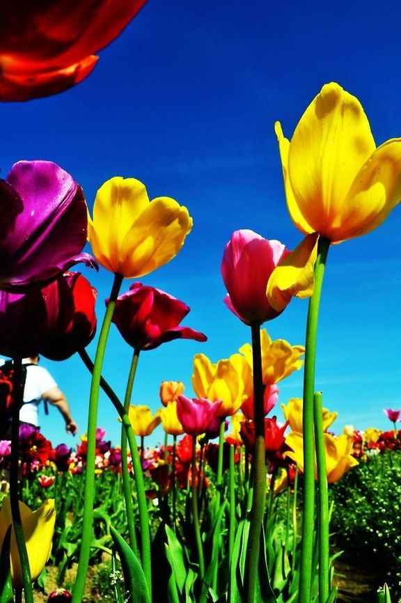 Tulips Tulip Festival in Oregon<br />