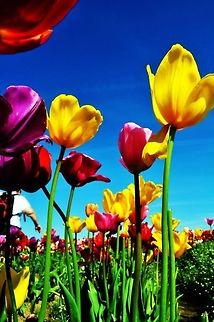 Tulips Tulip Festival in Oregon