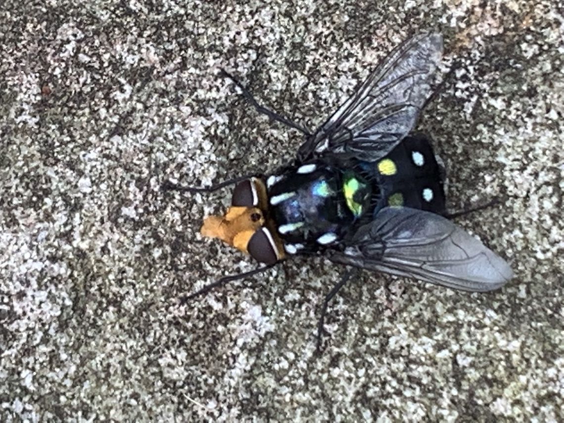 Complex Rutilia splendida-decora-corona-cryptica Beautiful fly was perched on a rock in north Sydney area. Heavy bodied.  Australia,Geotagged