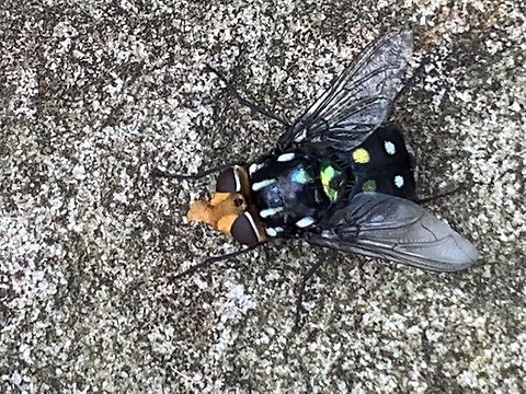Complex Rutilia splendida-decora-corona-cryptica Beautiful fly was perched on a rock in north Sydney area. Heavy bodied.  Australia,Geotagged