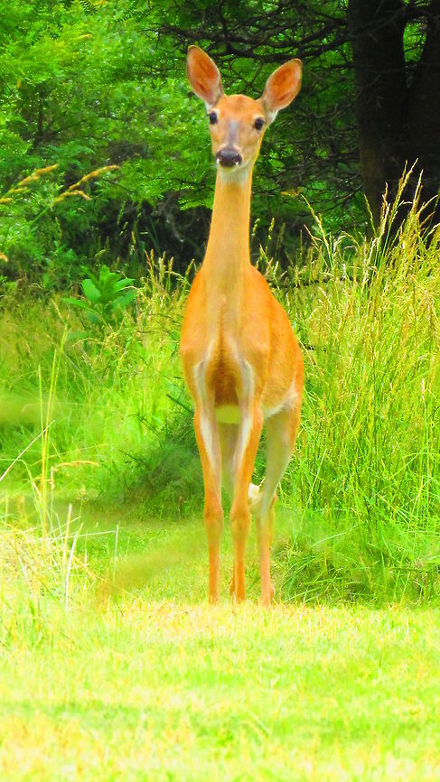 Deer on the trail. #2  Odocoileus virginianus,White-tailed Deer