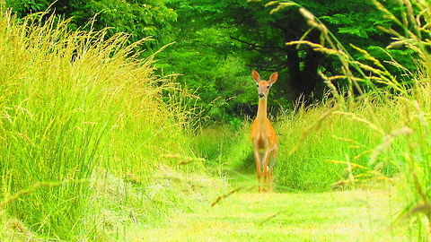 Deer on the trail. #1 I was walking along the trail at Deer Creek State park, when I came upon this deer. We just stood there for the longest time looking at eachother. It was awsome!  Odocoileus virginianus,White-tailed Deer