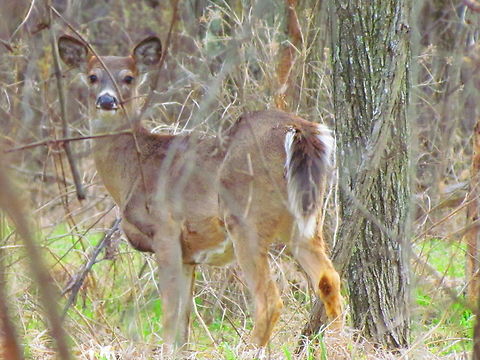 White-tailed Deer at Deer Creek State Park 4 One of my my favorite shots! It is hanging on my wall as a 16 x 20 poster print. Odocoileus virginianus,White-tailed Deer