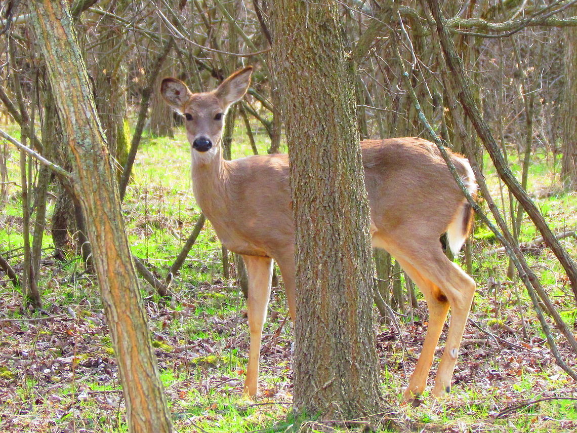 White-tailed Deer at Deer Creek State Park 3  Odocoileus virginianus,White-tailed Deer