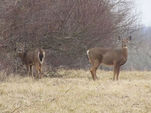 White-tailed Deer at Deer Creek State Park 2  Odocoileus virginianus,White-tailed Deer