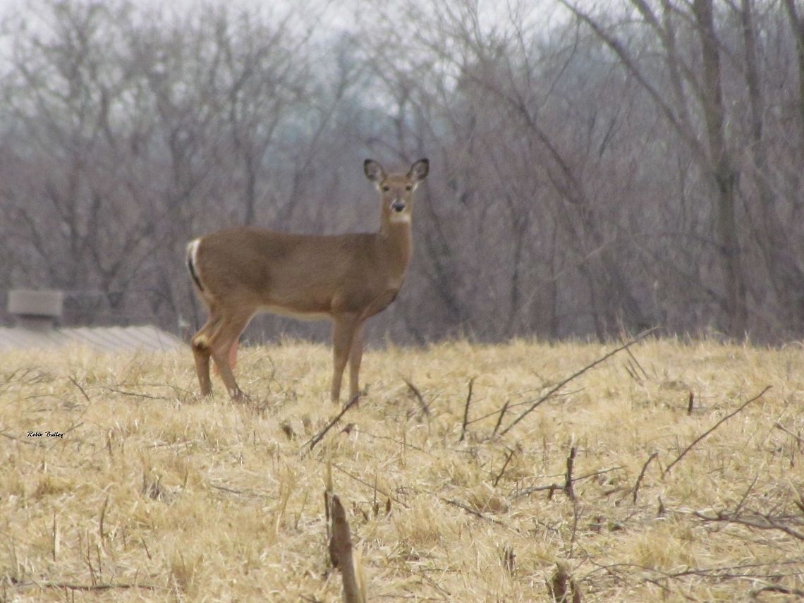 White-tailed Deer at Deer Creek State Park 1  Odocoileus virginianus,White-tailed Deer