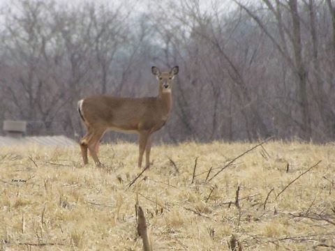 White-tailed Deer at Deer Creek State Park 1  Odocoileus virginianus,White-tailed Deer