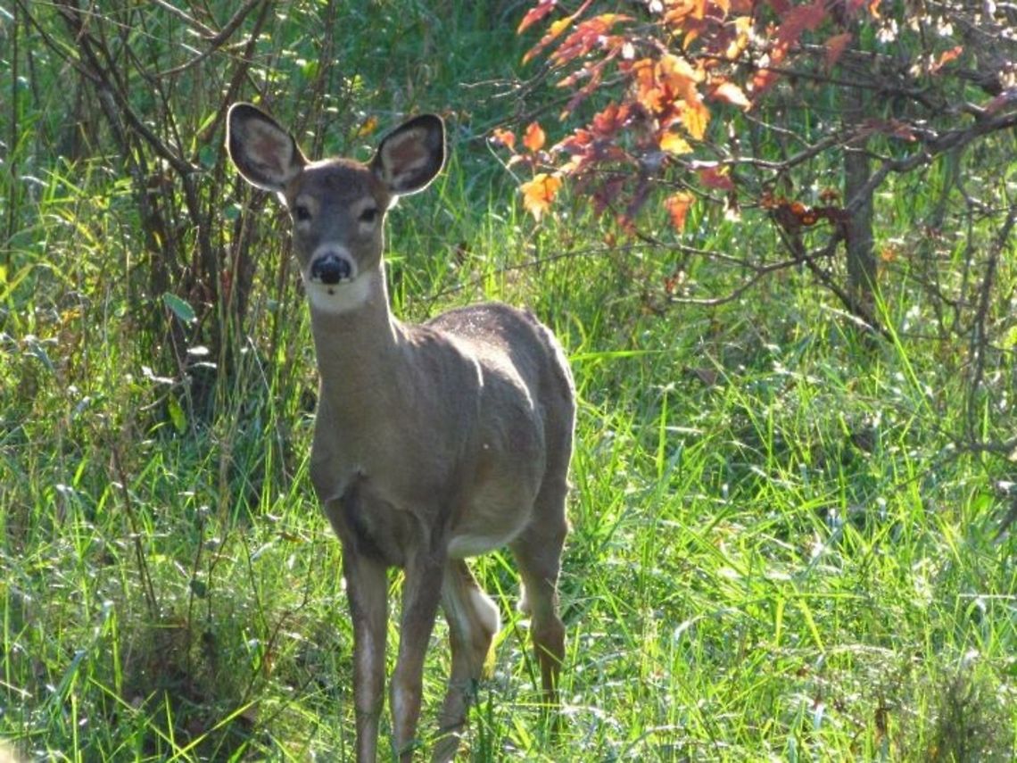 White-tailed Deer looking into camera  Odocoileus virginianus,White-tailed Deer