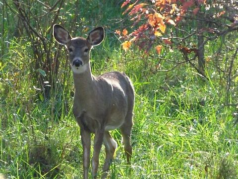 White-tailed Deer looking into camera  Odocoileus virginianus,White-tailed Deer