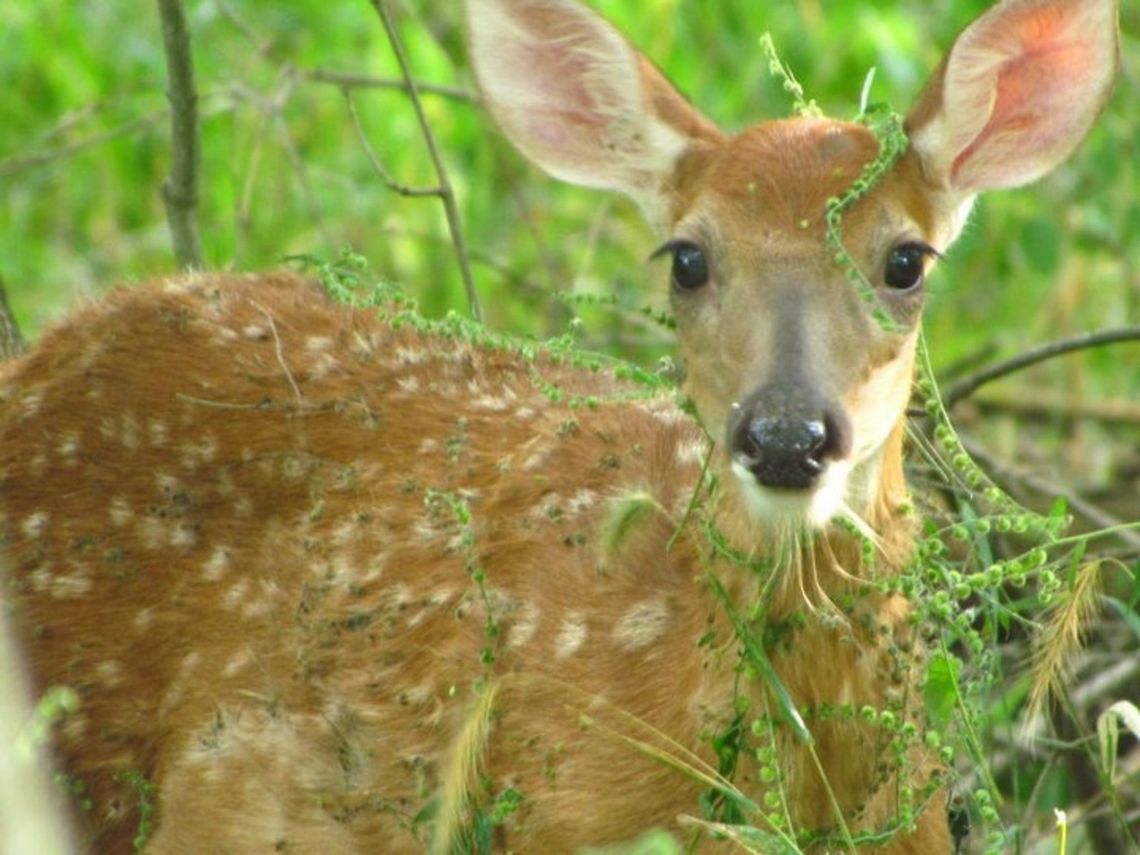 White-tailed Deer closeup  Odocoileus virginianus,White-tailed Deer