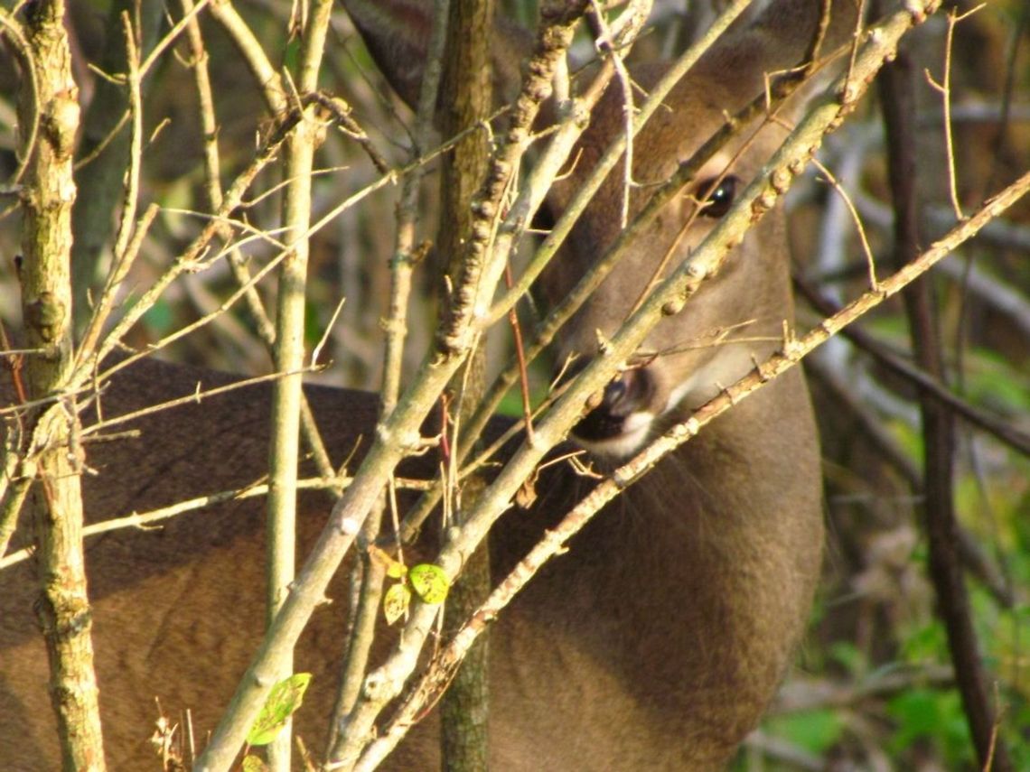 White-tailed Deer hiding behind tree  Odocoileus virginianus,White-tailed Deer