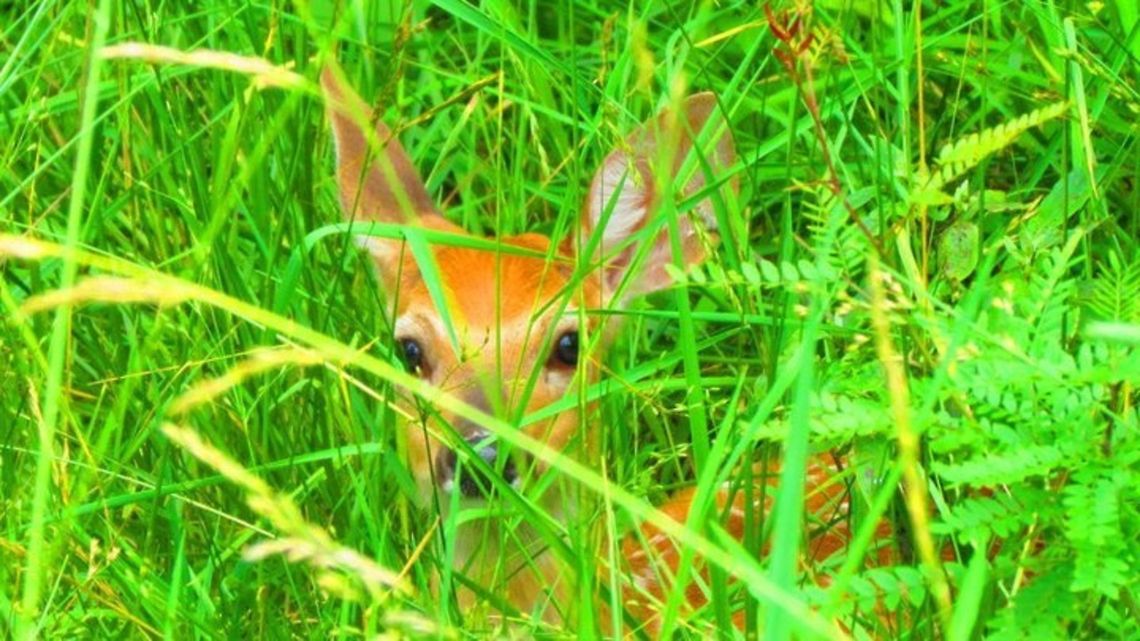 White-tailed Deer hiding in grass  Odocoileus virginianus,White-tailed Deer