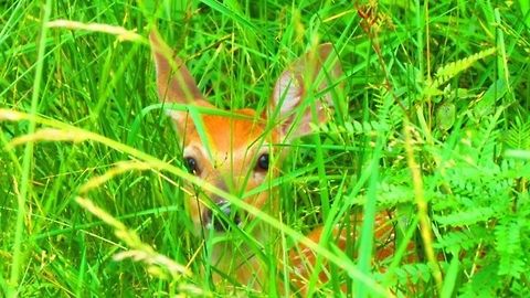 White-tailed Deer hiding in grass  Odocoileus virginianus,White-tailed Deer