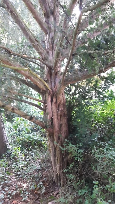 Taxus baccata L. European Jew, Common Jew. Found near Heidelberger Altstadt. Private garden.<br />
Common species in Northern and Central Europe. It covers refugium localities in South Europe and enclavas in Balkans. European Yew,Geotagged,Germany,Heidelberg,Selma Vejzagic,Taxus baccata,Taxus baccata L.