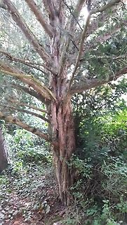 Taxus baccata L. European Jew, Common Jew. Found near Heidelberger Altstadt. Private garden.
Common species in Northern and Central Europe. It covers refugium localities in South Europe and enclavas in Balkans. European Yew,Geotagged,Germany,Heidelberg,Selma Vejzagic,Taxus baccata,Taxus baccata L.