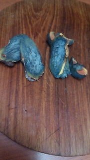 Boletus satanas Balkanische Eokosystemen und Dinarischen Wilde Waeldern Balkan,Boletus satanas,Bosnia and Herzegovina,Funghi,Geotagged,Ludara gljiva,Rubroboletus satanas,Science,Selma Vejzagic,Summer