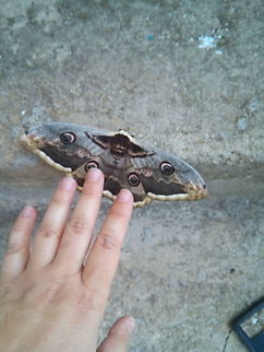 Night Butterfly, Vampire Butterfly, Noćna leptirica Great night (vampire) butterfly, reach up to 16 cm (wings scale), in South-submediterannean area of Bosnia-Herzegowina. Bosnia,Bosnia and Herzegovina,Geotagged,Giant Peacock Moth,Herzegovina,Night Butterfly,Saturnia pyri,Selma Vejzagic,Spring,Vampire butterfly