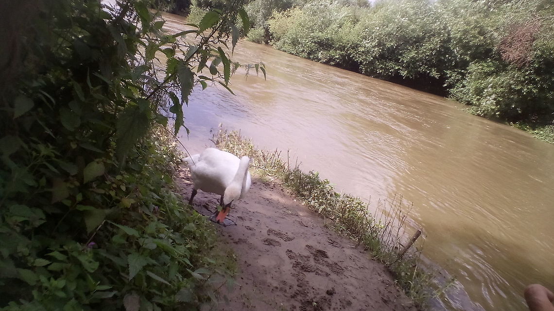Cygnus sp. - White Swan - Bijeli labud On the coast of River Cygnus olor,Cygnus sp.,Ecosystem,Geotagged,Germany,Heidelberg,Mute swan,Neckar,Selma Vejzagic,Summer