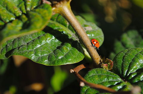 ladybug  Harmonia axyridis,Ladybug or Ladybird,Leaves,textures