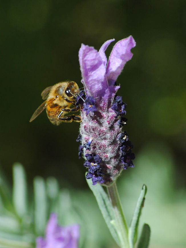 Honey Bee  Bee,Lavender,Nectar